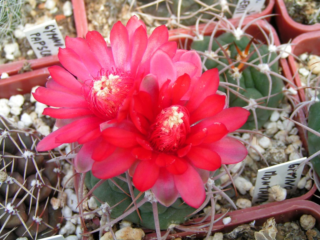 Gymnocalycium montanum  SL 35a